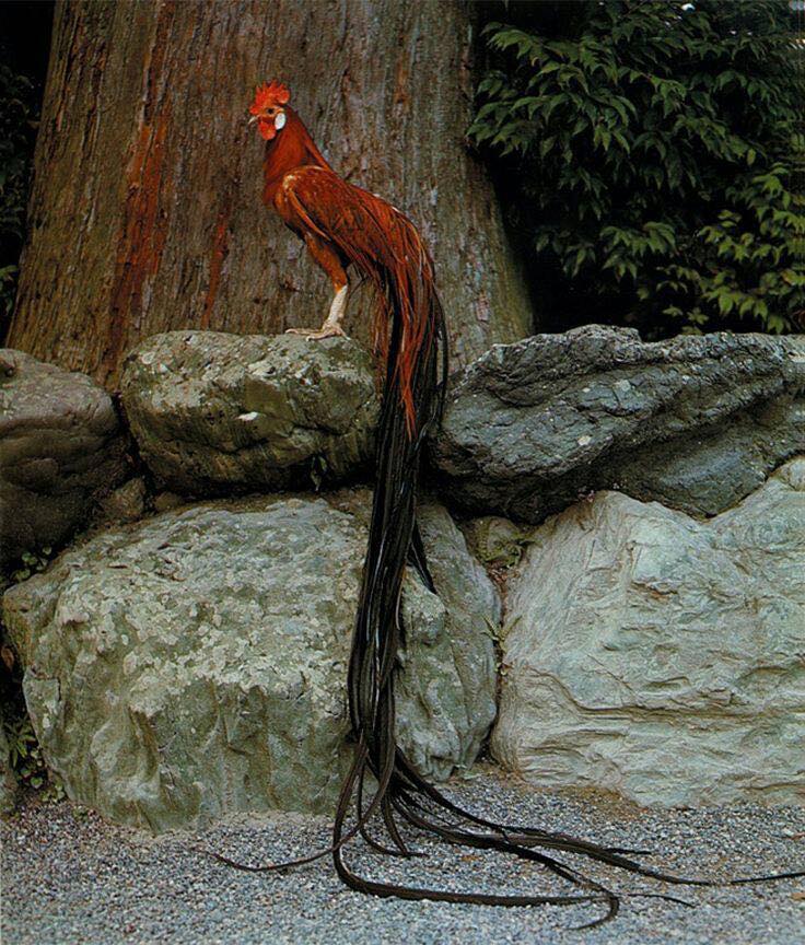 German Phoenix (Phượng Hoàng Đức). Ảnh: Ömer Kılıçoglu