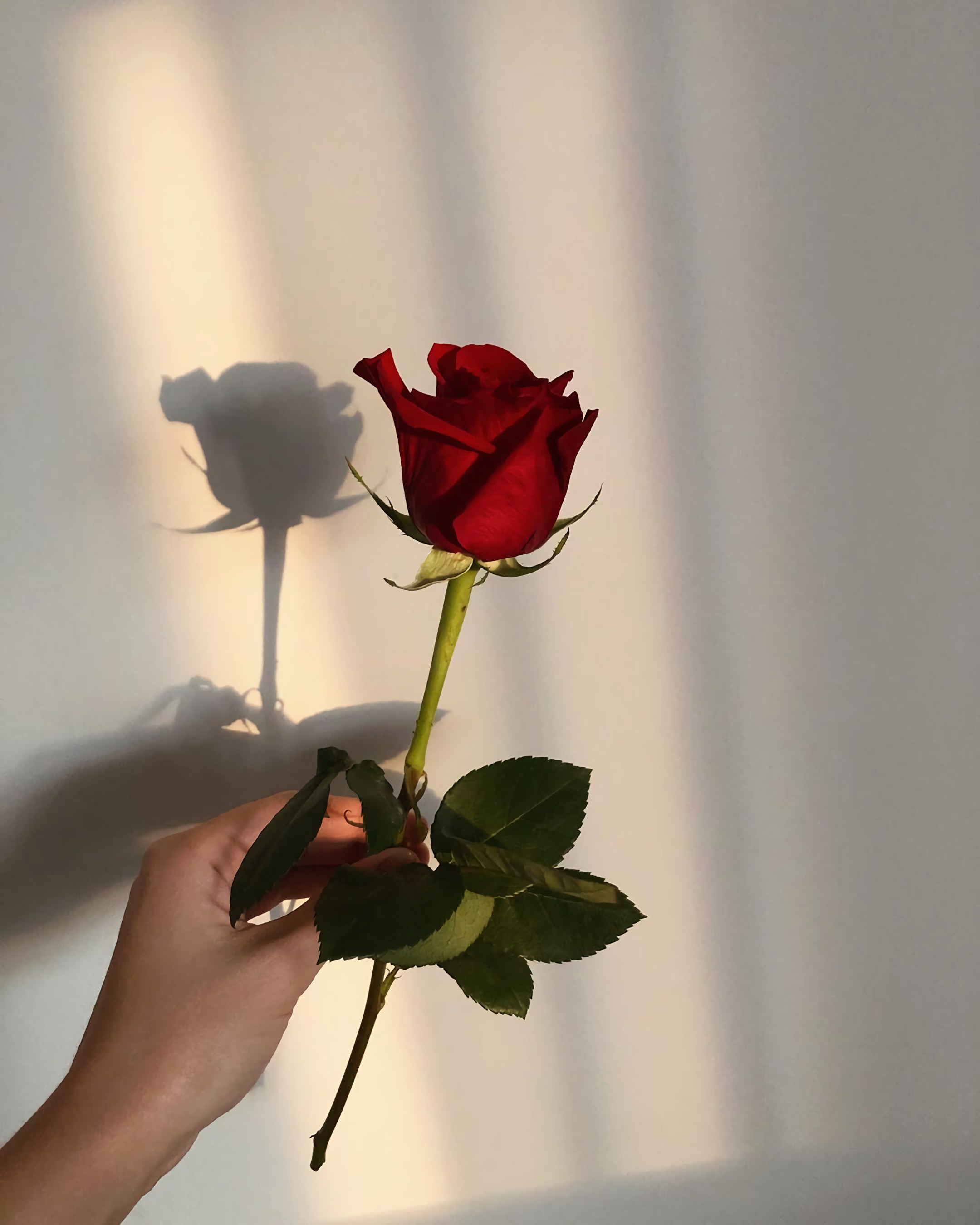 Hoa hồng đỏ rất phổ biến vào ngày Valentine