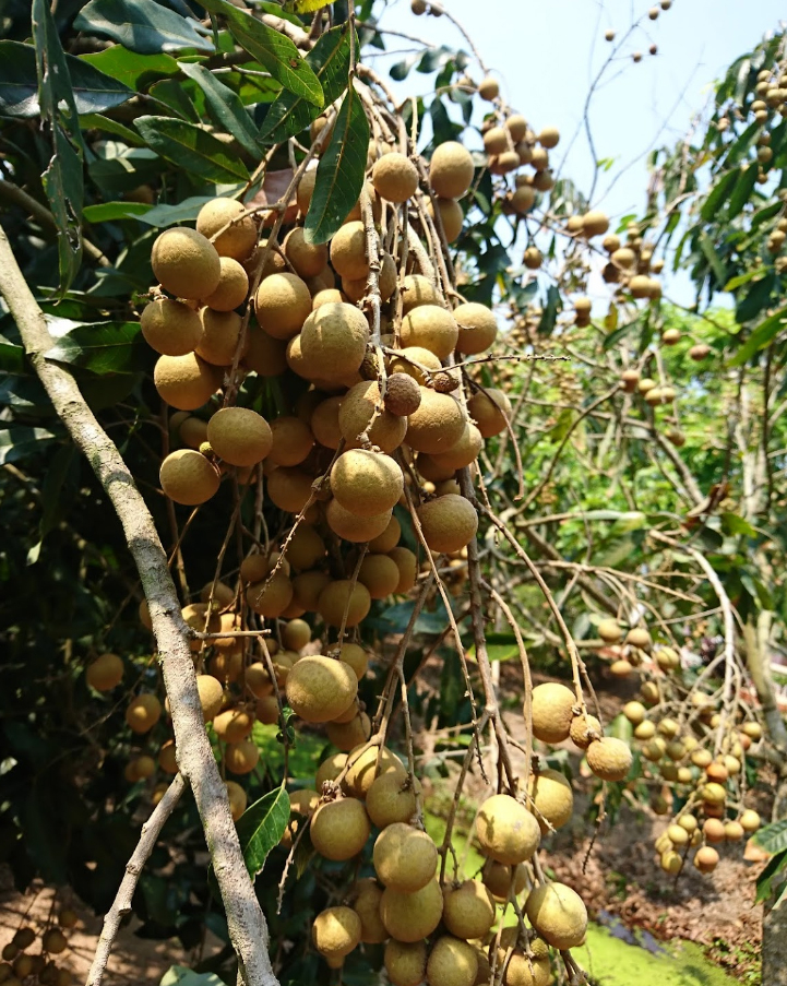Ảnh: Du Lịch Miền Tây