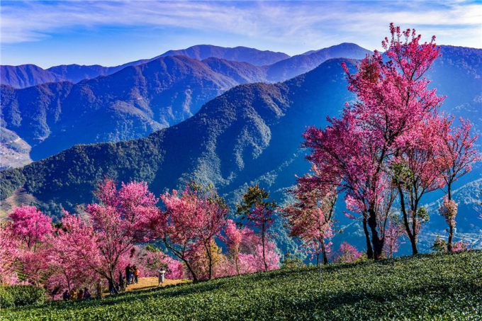Vân Nam từ lâu đã nổi tiếng với vẻ đẹp mộng mơ, mùa hoa anh đào là một trong số đó