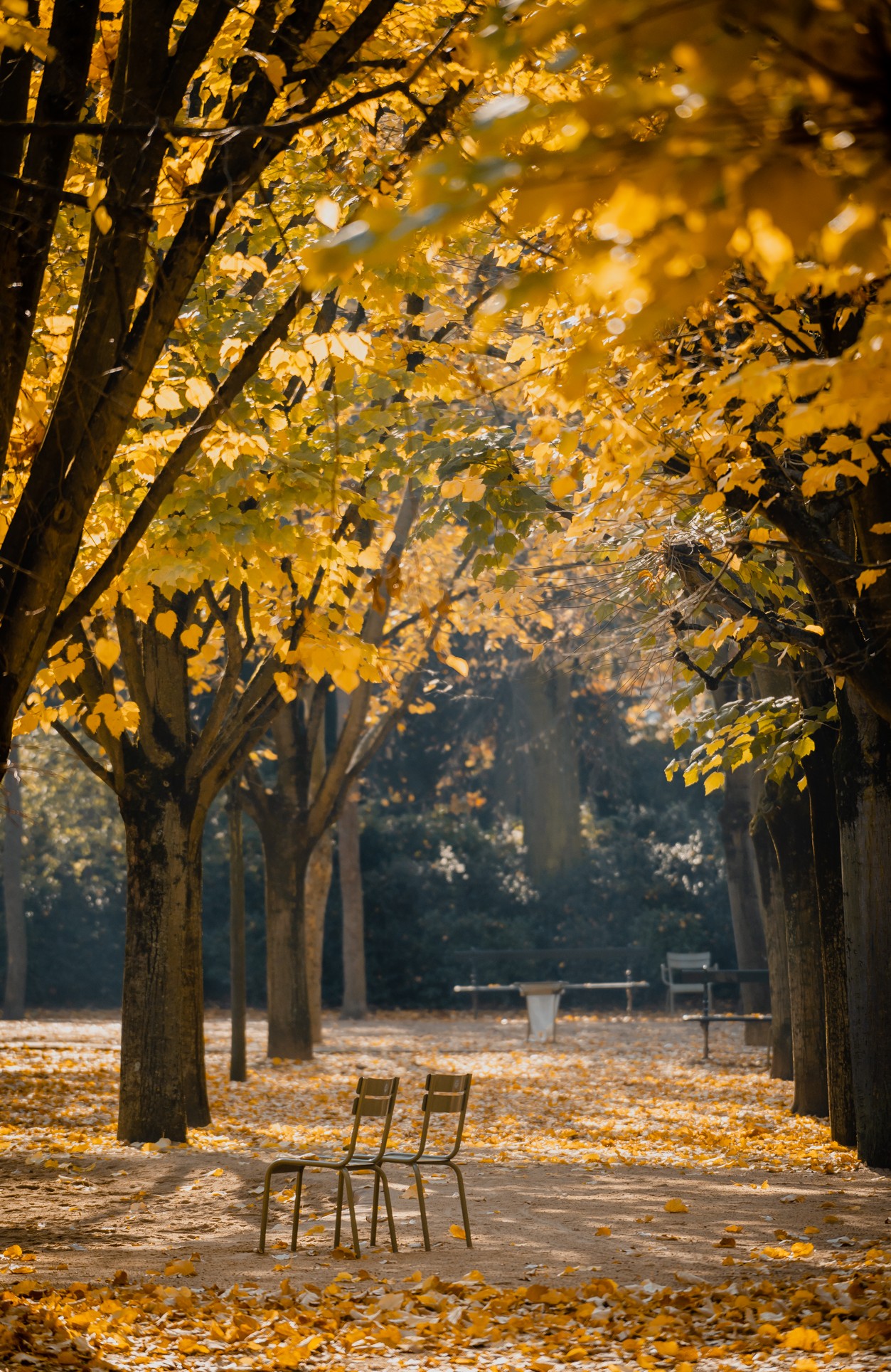 _dsc8264-jardin-du-luxembourg-16344672
