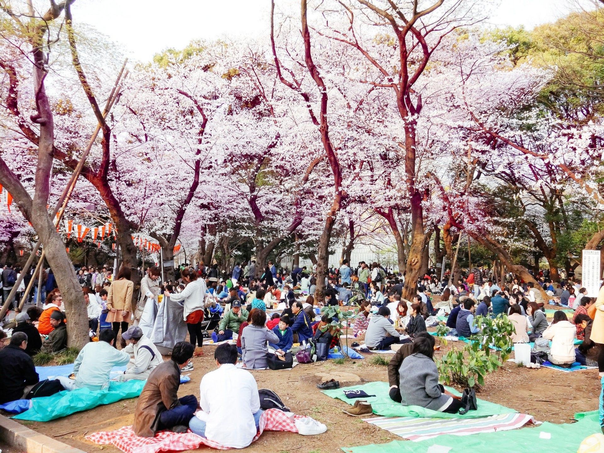 Tại lễ hội Hanami, bạn cũng có thể chọn cho mình một vị trí đẹp để trải thảm, bày biện những món ăn tự chuẩn bị ở nhà và có một buổi picnic ngắn ngày cùng gia đình, bạn bè cực kỳ thú vị