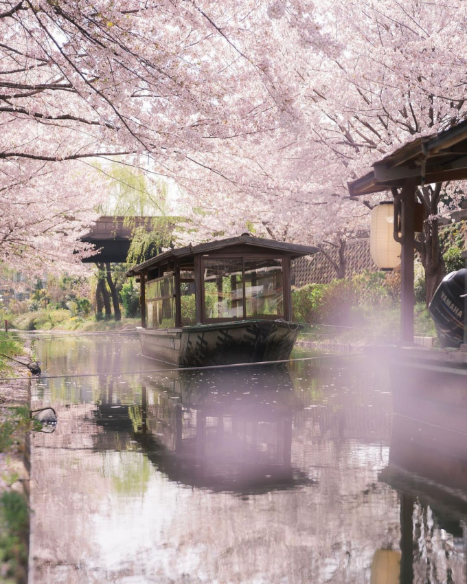 Vẻ đẹp rạng ngời của loài hoa biểu tượng của Nhật Bản. Ảnh: @amazingjapanjp