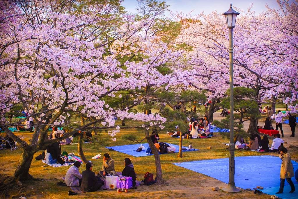 Ở Nhật Bản có đến hơn 50 giống hoa anh đào khác nhau. Tuy nhiên, chúng vẫn nở cùng một thời điểm, nên bạn sẽ có cơ hội ngắm cùng lúc rất nhiều loài hoa anh đào, với các màu sắc như trắng, hồng, đỏ rất đặc sắc
