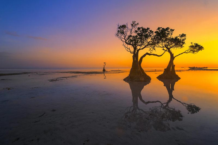 Những chiếc cây 'nhảy múa' này chỉ có duy nhất tại đảo Sumba Indonesia