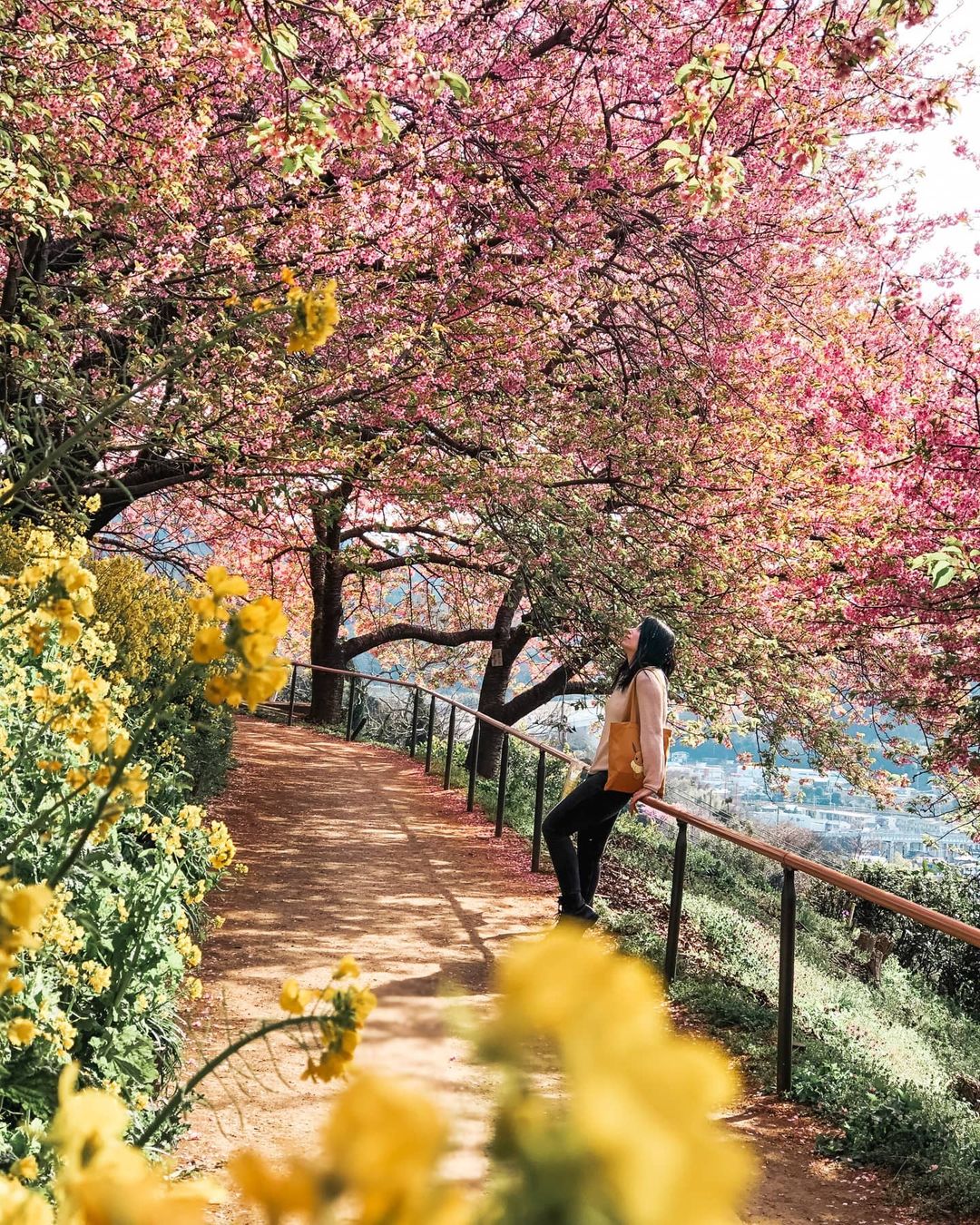 Có ai nhìn ngắm cánh đào mà lòng lại không xao xuyến. Ảnh: @oncejapanatime