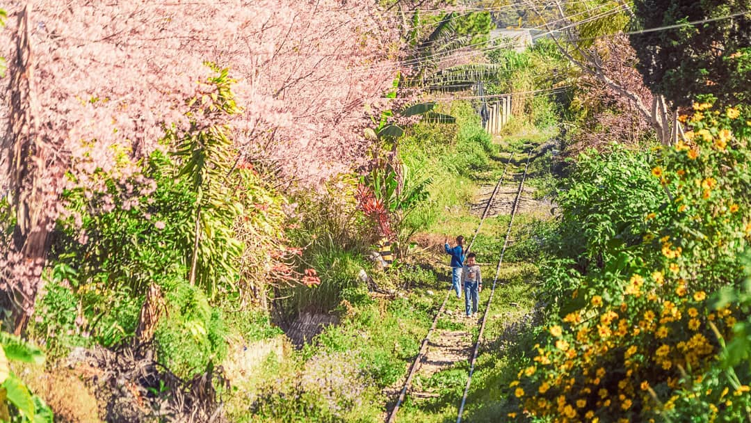 Khung cảnh tựa như truyện tranh của đường tàu Đà Lạt làm say đắm lòng người. Ảnh: @slikism