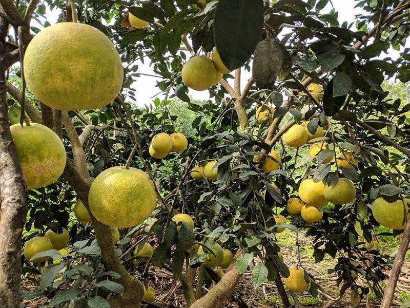 Giá bưởi Phúc Trạch khoảng 70.000 – 100.000 đồng/quả