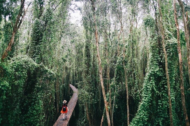 Một trong những điểm không thể bỏ lỡ nếu đến khu vui chơi giải trí tại Long An này là còn đường xuyên được thiết kế xuyên rừng với độ uốn lượn mềm mại, vô cùng độc đáo, bên hàng ngàn những cây xanh chen chúc nhau phát triển