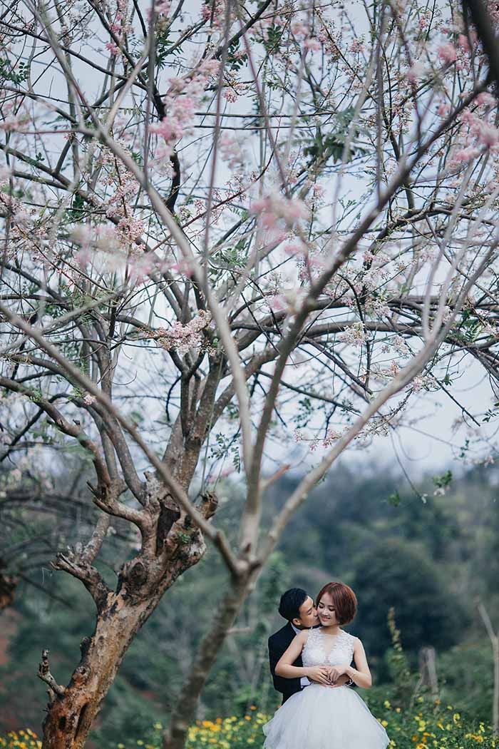 Mai anh đào khoe sắc lãng mạn