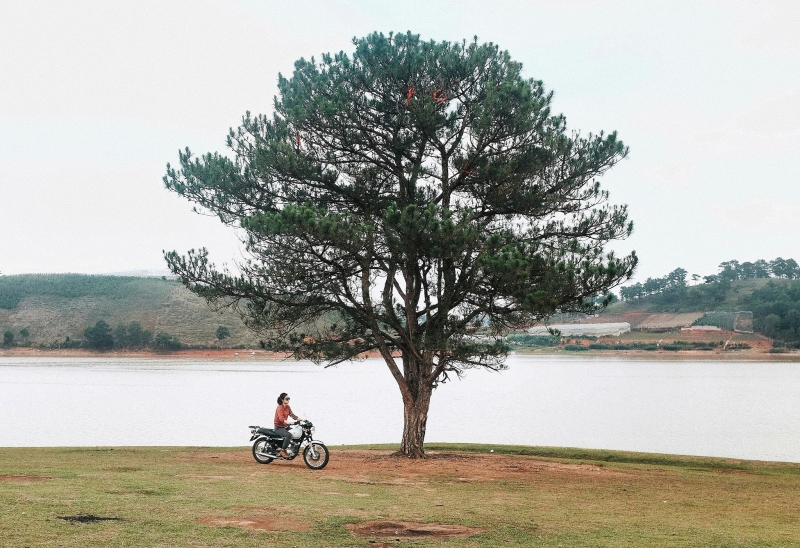 Cây thông cô đơn Đà Lạt Ảnh: Hai Yen Chu