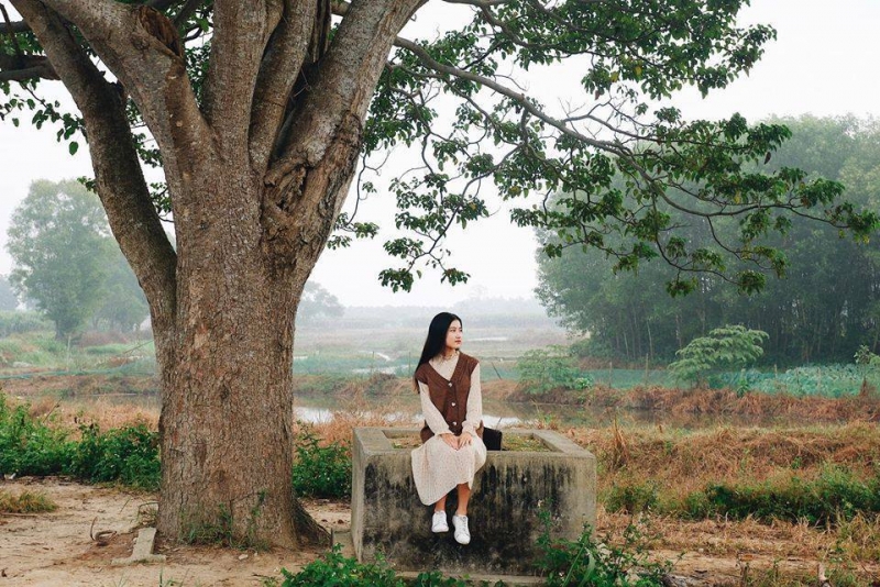 Cây ngô đồng cô đơn