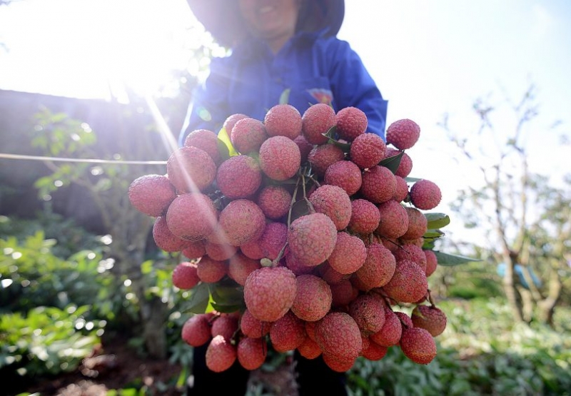 Đặc sản vải thiều Bắc Giang