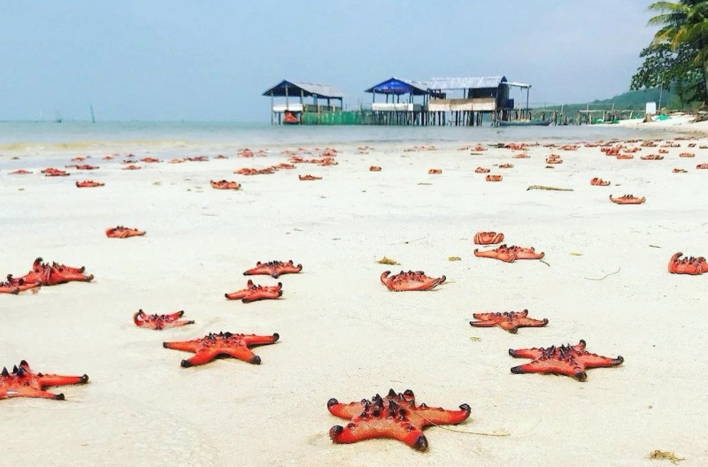 Bãi Sao Phú Quốc (Nguồn ảnh: ST)