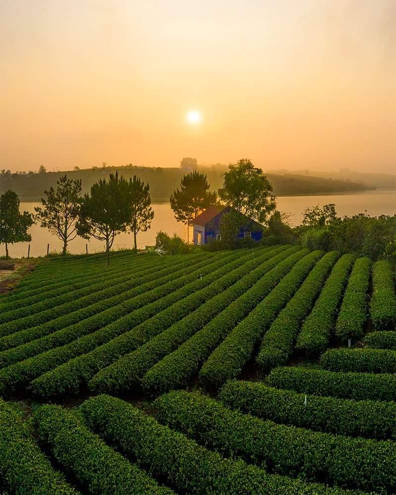 Long Đỉnh Organic Tea Farm