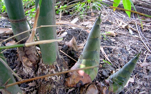 Măng rừng