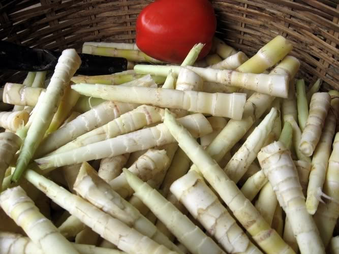 Măng Tam Đảo “nhỏ nhưng có võ”