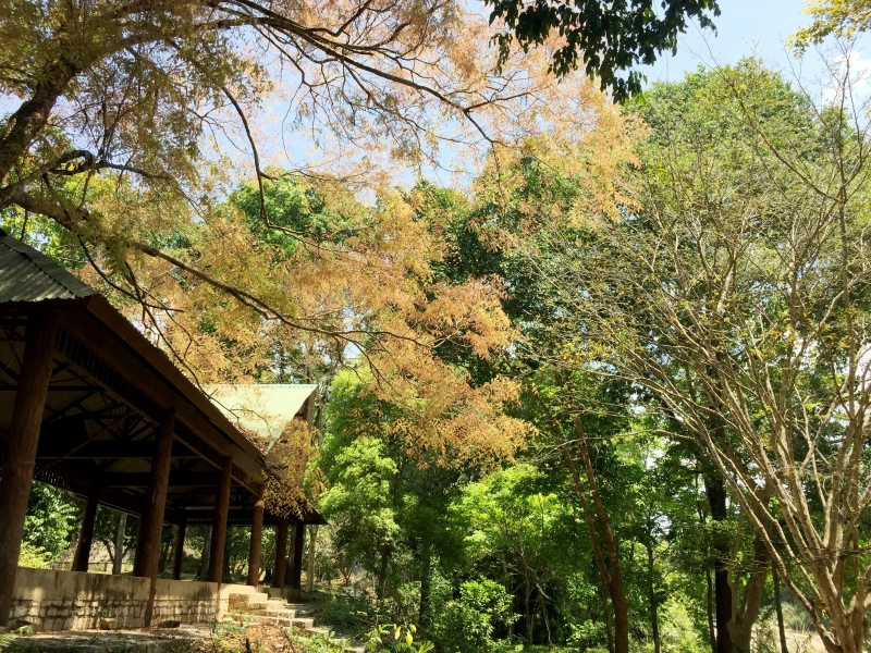 Hệ thực vật phong phú tại Rừng Madagui - Ảnh Fiona Doan