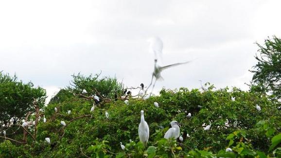 Cò bay trắng trời tại vườn cò tự nhiên Bằng Lăng