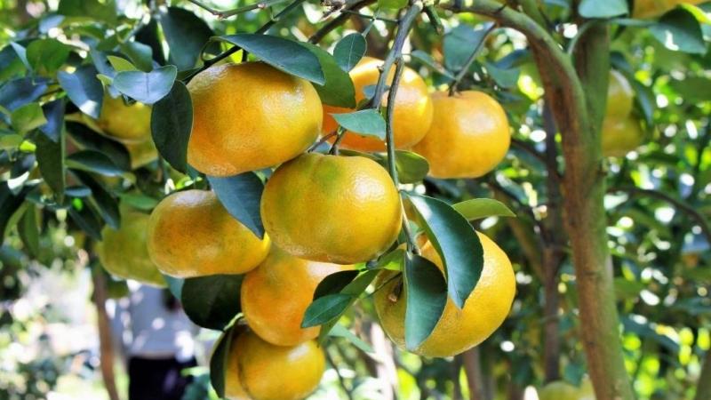 Loại đặc sản chỉ có ở huyện Lai Vung, nhiều nơi khác cũng có trồng nhưng chất lượng và mùi vị không bằng do đặc thù về thổ nhưỡng. Giá dao động 20.000 - 34.000 đồng một kg