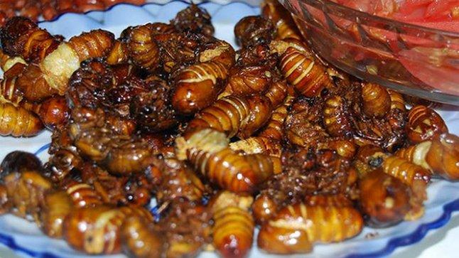 Ve sầu sữa - đặc sản Bình Phước