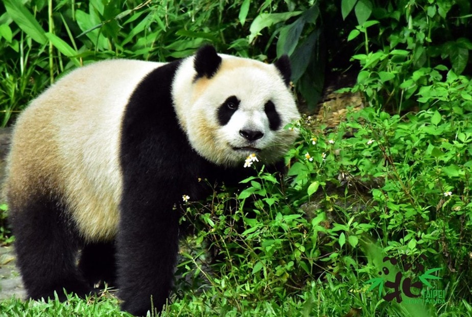 Vườn bách thú Taipei có gấu trúc Trung Quốc