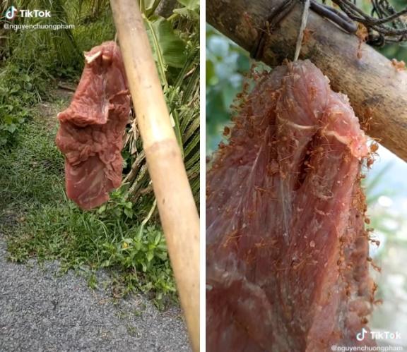 Miếng thịt bò được treo trên cây để chờ kiến tới đốt