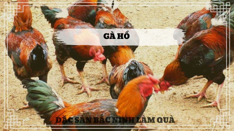 Gà Hồ Bắc Ninh