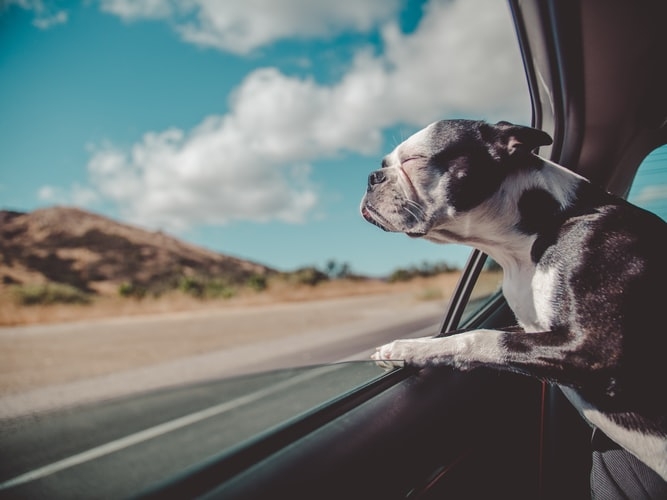 Đảm bảo an toàn cho thú cưng của bạn khi di chuyển. Ảnh: Unsplash.