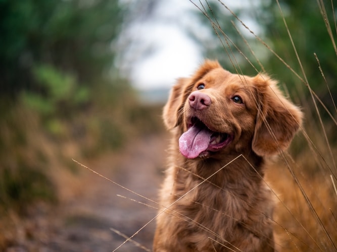 Đi du lịch cùng thú cưng để chúng không phải cô đơn ở nhà. Ảnh: Unsplash.