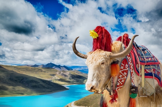 Tibetan Yak - A special symbol of the highlands