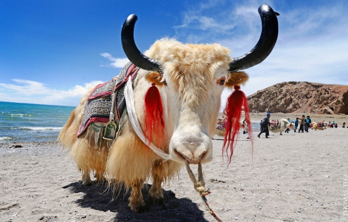 Tibetan Yak - A special symbol of the highlands