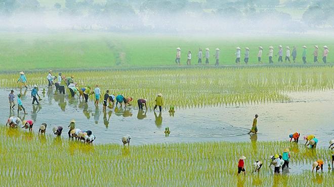 Mùa cấy lúa ở An Giang Ảnh: Nguyễn Hoàng Nam