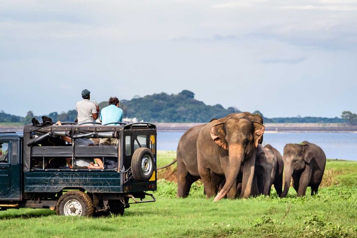 Du lịch safari