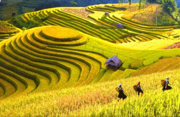 Chiêm ngưỡng ruộng bậc thang
