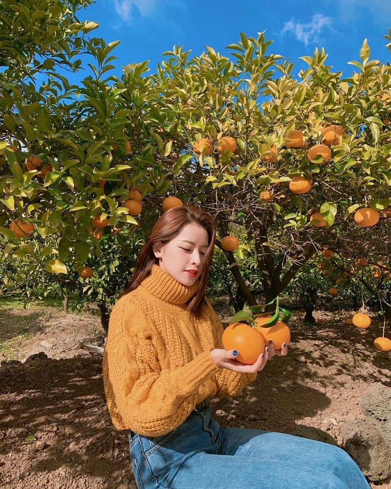 Chi Pu bên vườn quýt đường ở Jeju