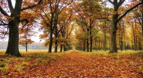 Top 5 địa điểm du lịch Hà Lan - Vườn quốc gia Hoge Veluwe