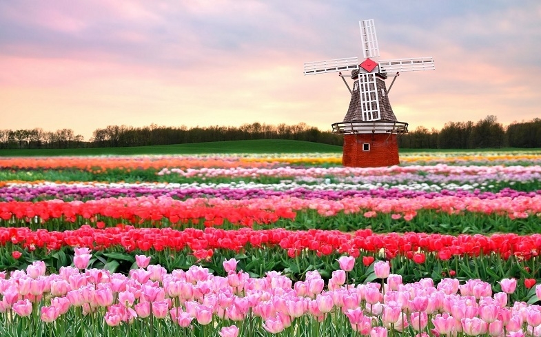 Vườn hoa Keukenhof Ha Lan