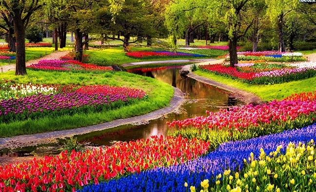 Vườn hoa Keukenhof tai Ha Lan