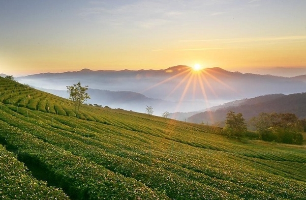 Đồi chè Cầu Đất