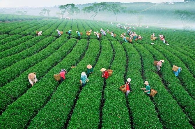 Trải nghiệm cùng thu hoạch chè cùng bà con Lâm Đồng tại đồi Tâm Châu