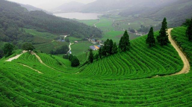 Đồi chè Tâm Châu trở thành địa điểm du lịch thu hút các bạn trẻ