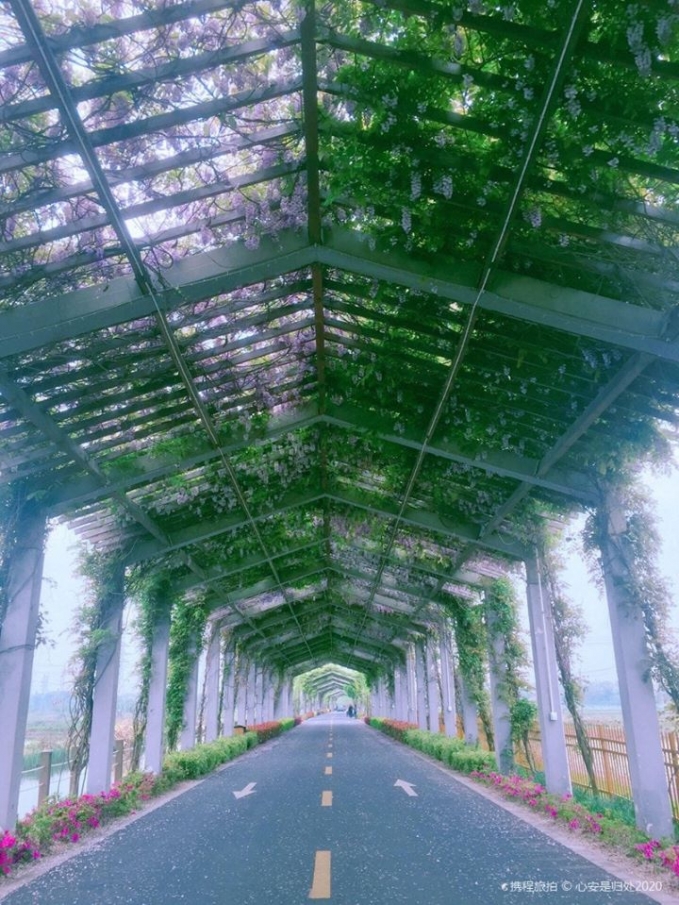 Đại lộ hoa tử đằng