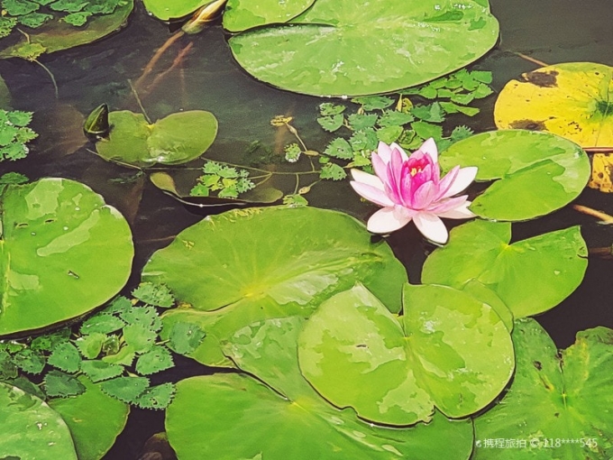Hồ sen tươi mát giữa công viên