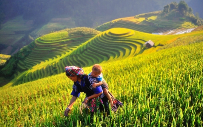 Sapa đã từng được tạp chí du lịch danh tiếng Travel and Leisure của Mỹ bình chọn là 1 trong 7 ruộng bậc thang vào mùa đẹp nhất châu Á và thế giới. Ảnh: Phunuvietnam.vn