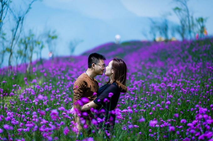 Hoa oải hương tượng trưng cho tình yêu lãng mạn và thủy chung