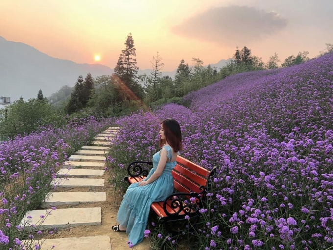 Sapa chuyển mình sang hè cũng là lúc đồi hoa tím trổ mình tím ngát cả một vùng trời