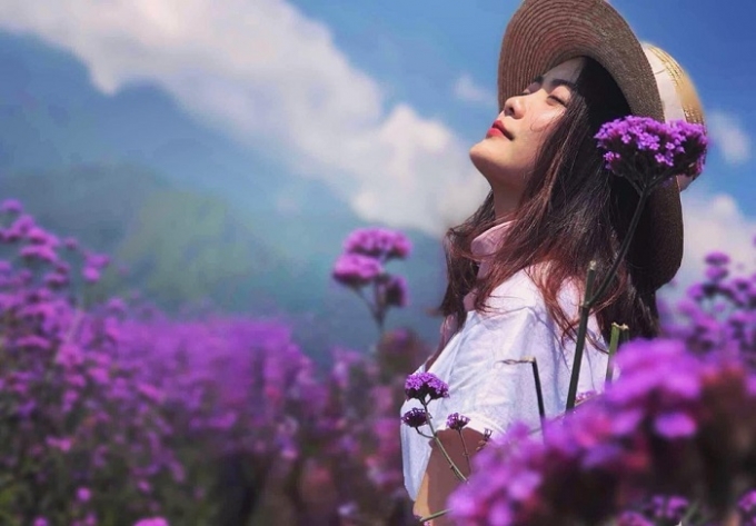 Những bức ảnh chụp tại đồi oải hương Sapa gây sốt của bạn Vân Anh
