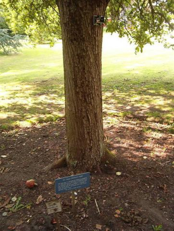 Ngắm nhìn cái cây đã truyền cảm hứng cho Newton ở Cambridge
