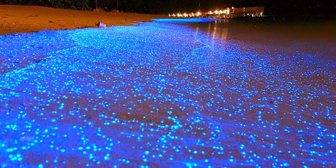 bien-sao-vung-nuoc-huyen-dieu-o-dao-vaadhoo-maldives-2